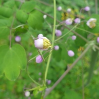 Thalictrum uchiyamae